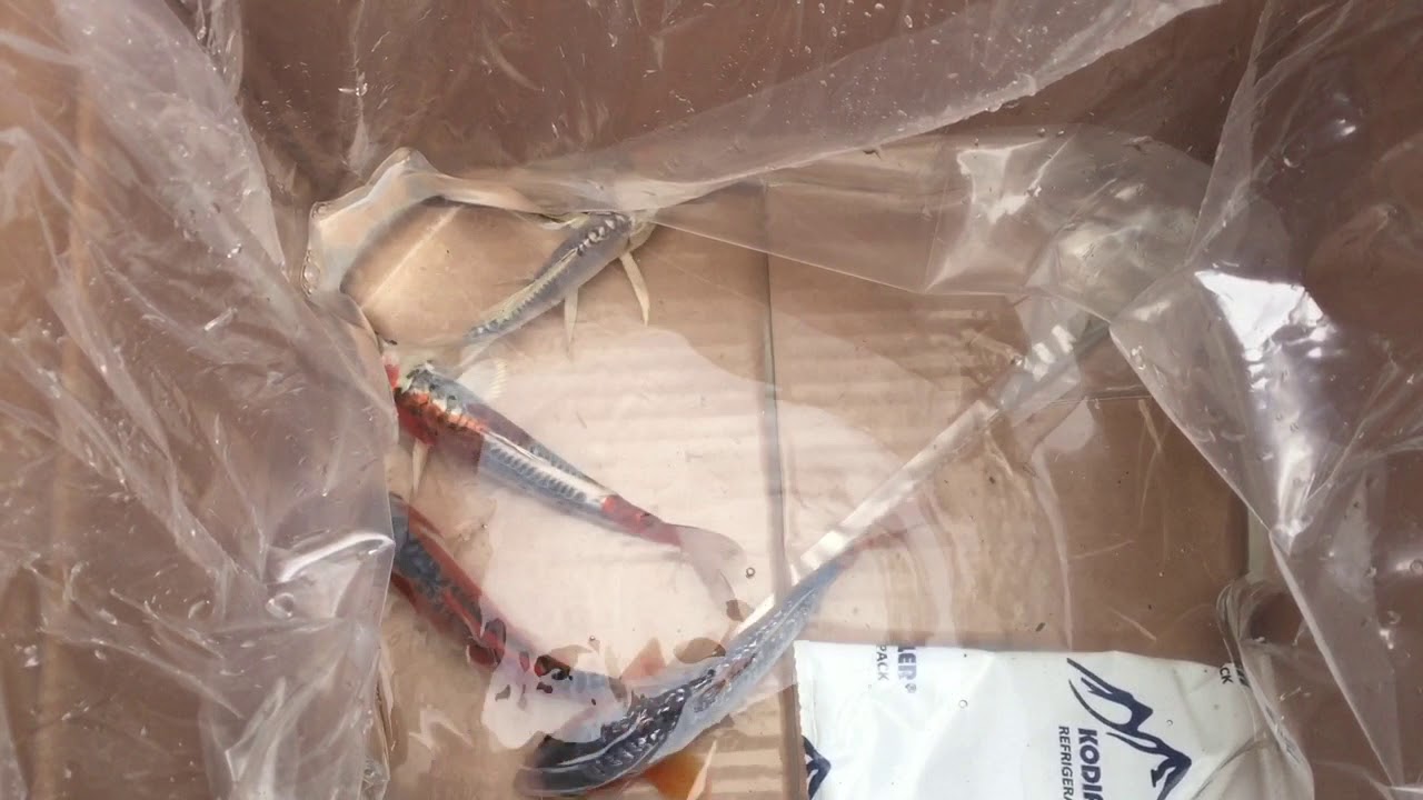 Next day koi delivery