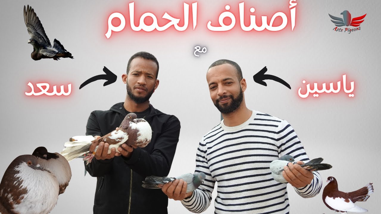 حلقة مميزة مع ياسين كساب حمام الطيران العالي ( الفعل) للتعرف على أصناف الحمام
