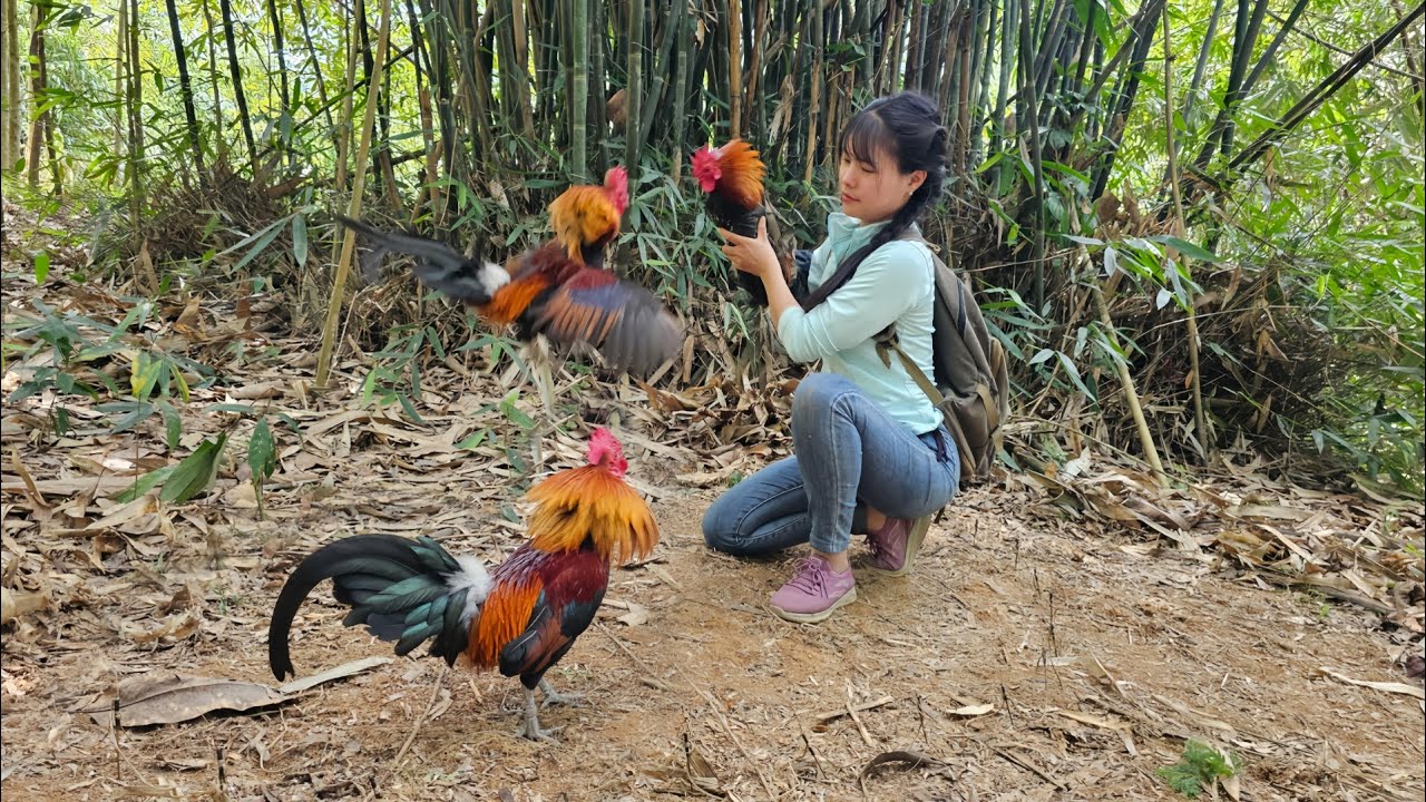 Growing Eggplant - Hunting Wild Chicken, Skills to Detect and Set Traps for Wild Chicken