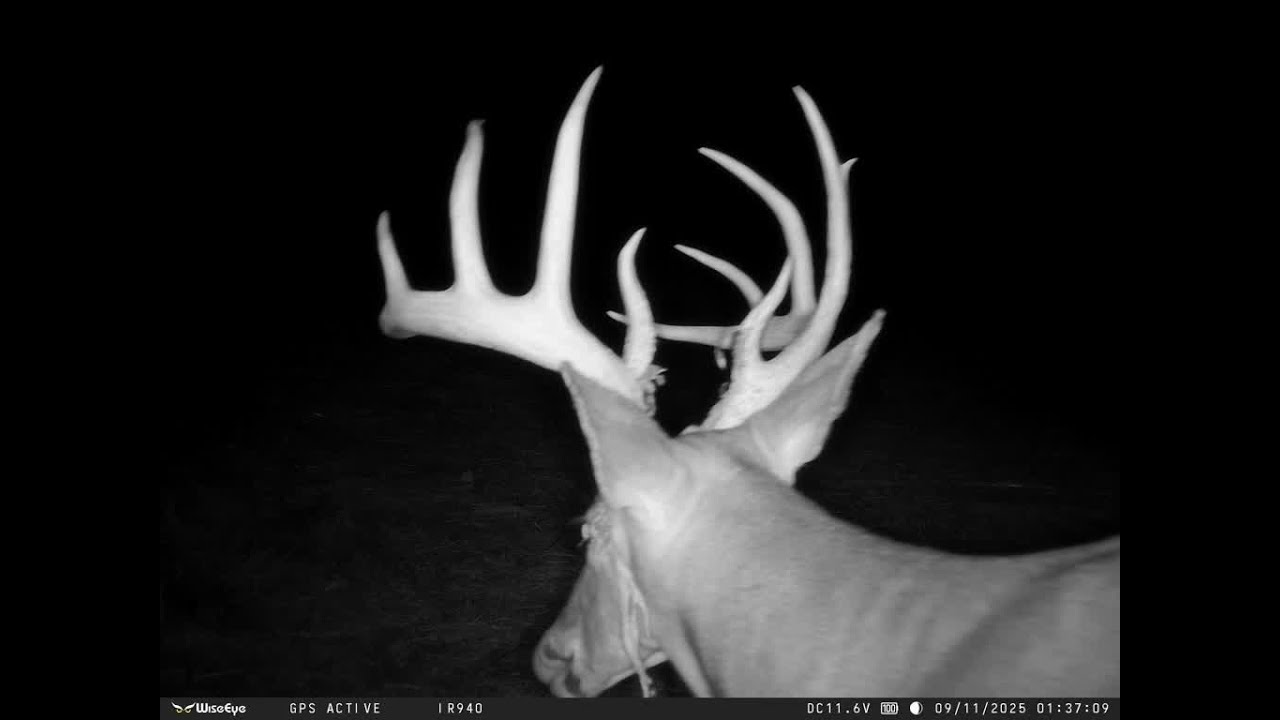 Trail Cam Video 455 Acres Brown County, Illinois