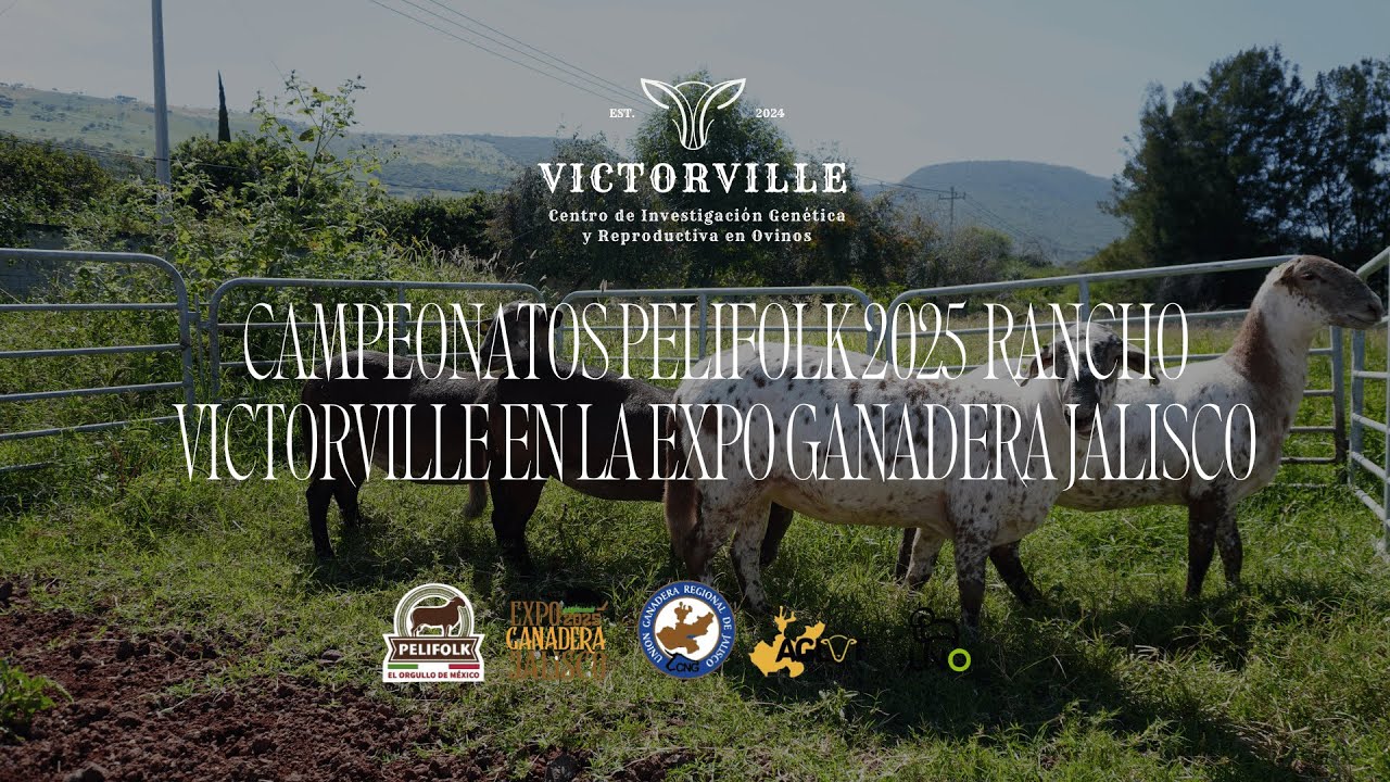 Campeonatos Pelifolk 2025 | Rancho Victorville triunfa en la Expo Ganadera Jalisco