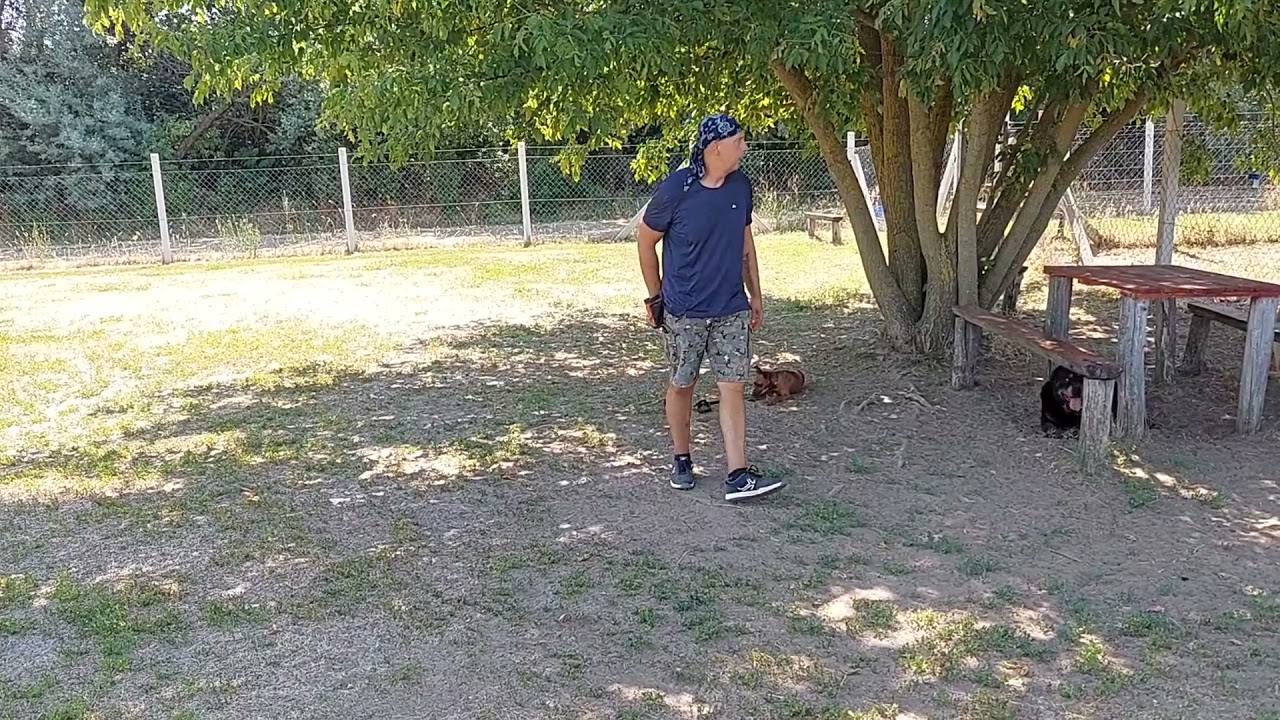 Pincser kutyakik&eacute;pz&eacute;s kutyasuli