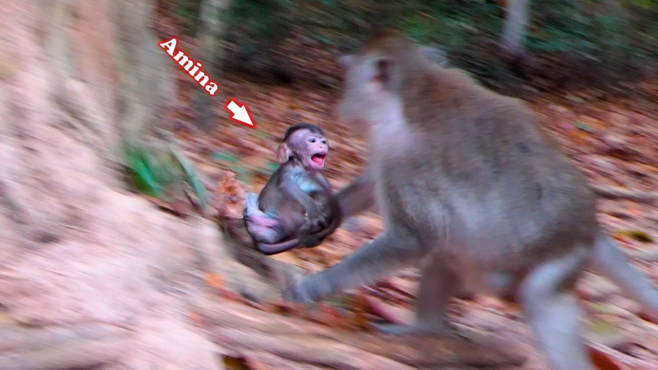 Amina is very stubborn while Anna tries to counsel her every day