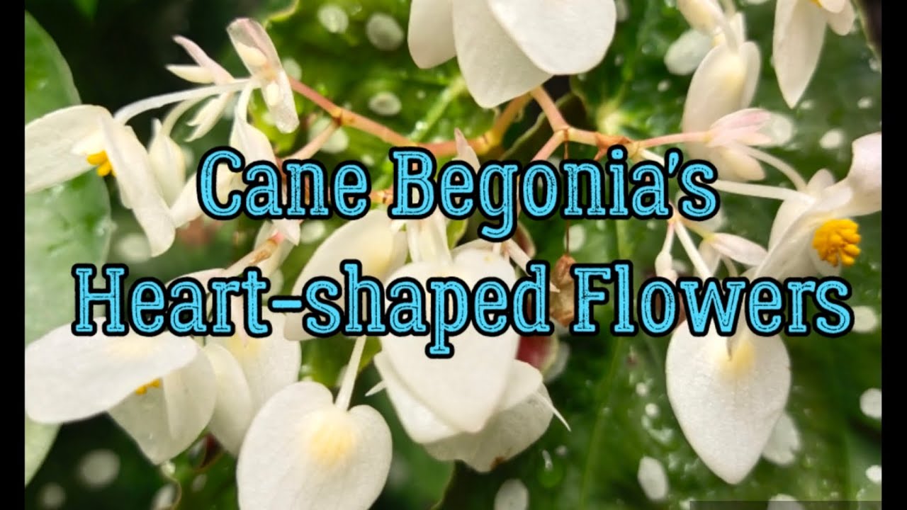 Cane Begonia - Maculata (Original), Pink Rubra, Maculata Albo Picta & Begonia Sinbad Inflorescence
