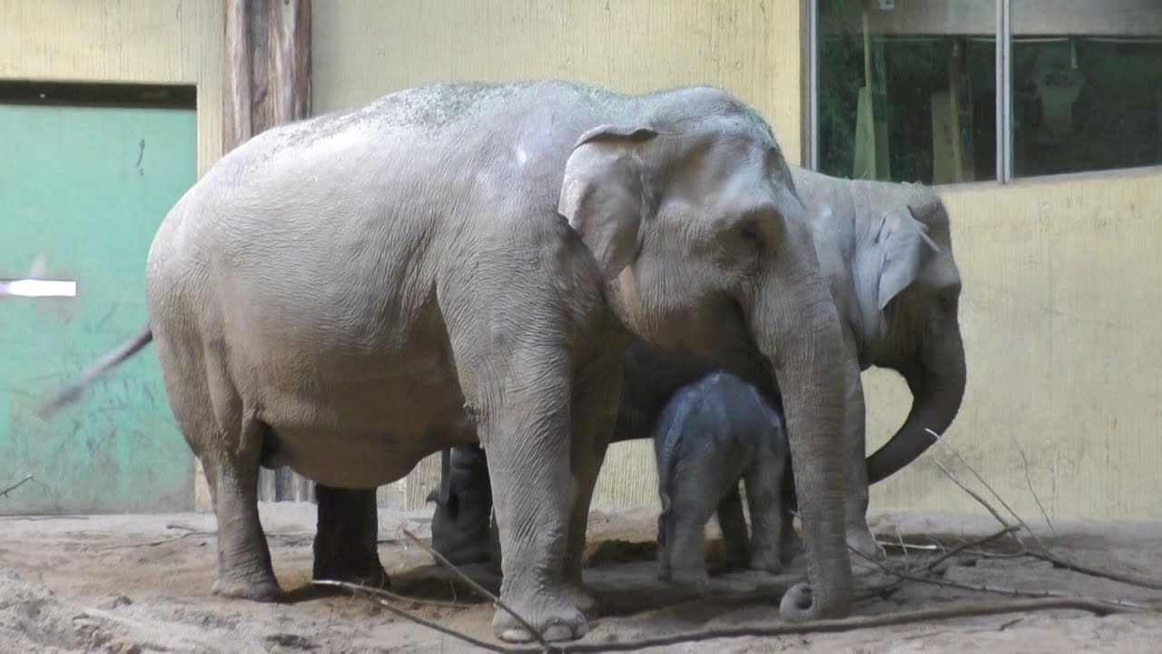 Elefantennachwuchs im Zoo Osnabrück