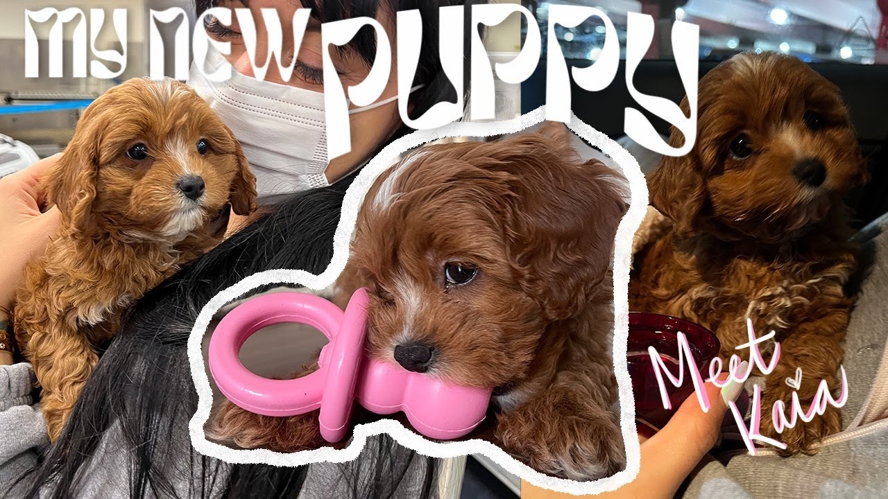 PICKING UP MY CAVAPOO PUPPY FROM THE AIRPORT *EMOTIONAL* // ELLEKAE