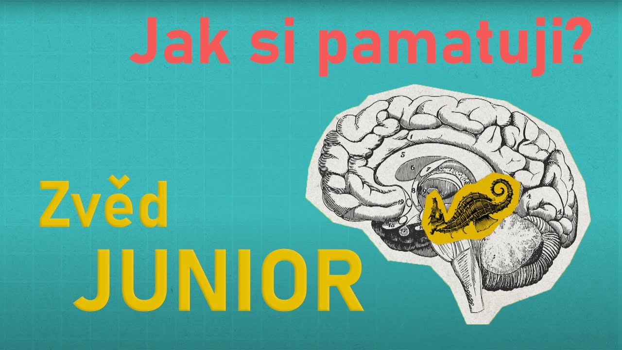 Jak si pamatuji? | Zvěd junior S01E02