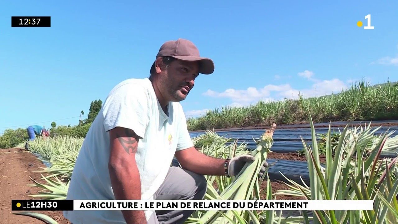 Une bonne nouvelle pour les agriculteurs de la filière ananas à La Réunion.