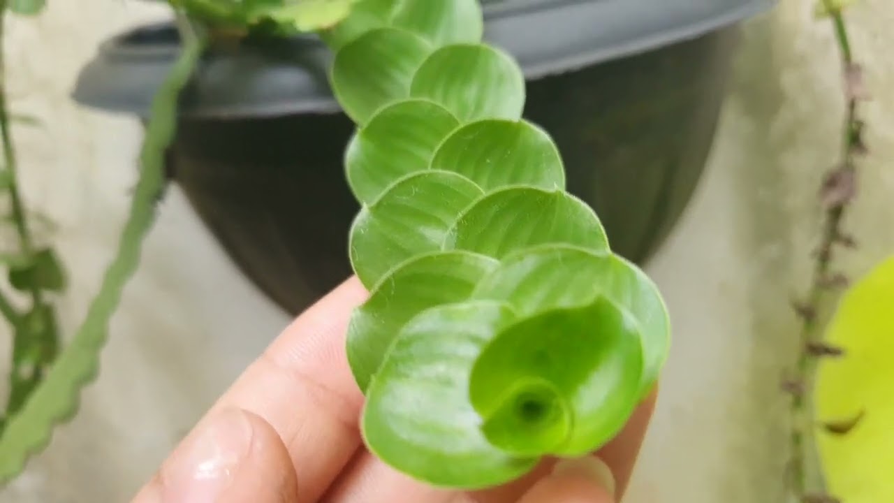 SETE PLANTAS DE FOLHAGENS PEQUENAS PARA VASINHOS