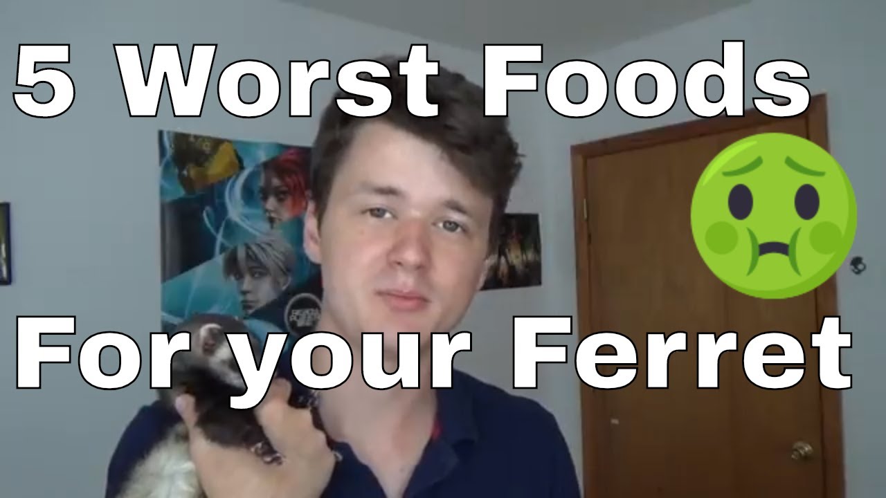5 Worst Foods for Ferrets