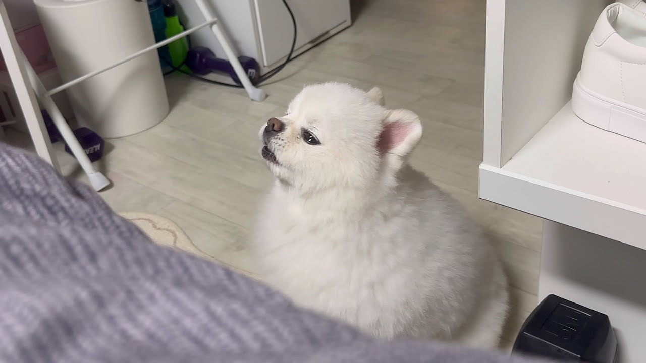 주인이 아파서 누워있자 강아지가 찾아와서 하는말..ㅠㅠ