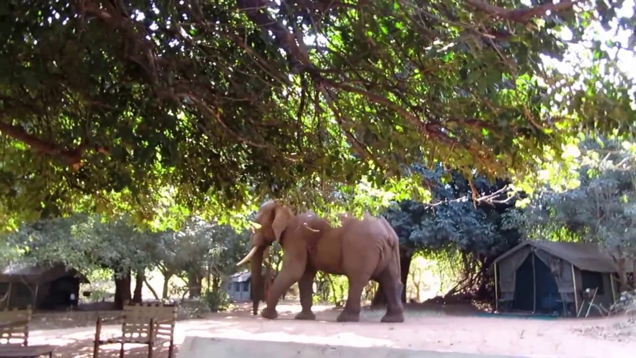 Makuleke elephant
