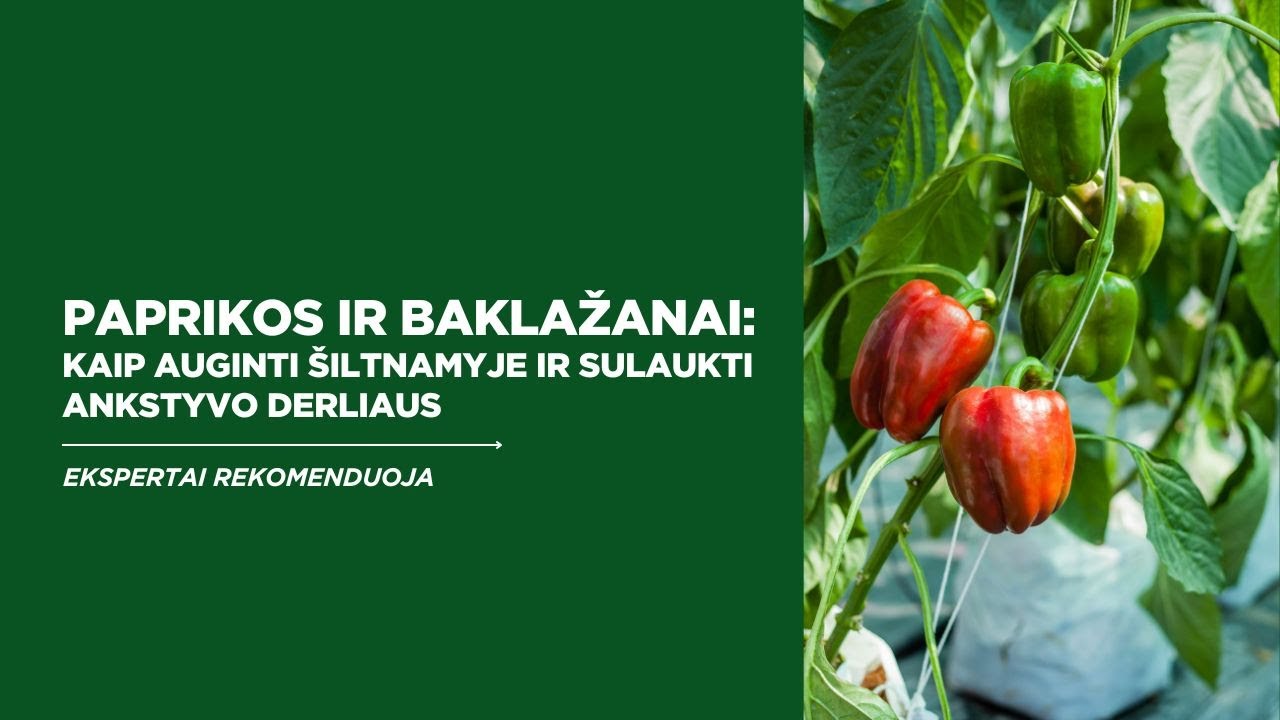 Paprikos ir baklažanai: kaip auginti šiltnamiuose ir sulaukti ankstyvo derliaus