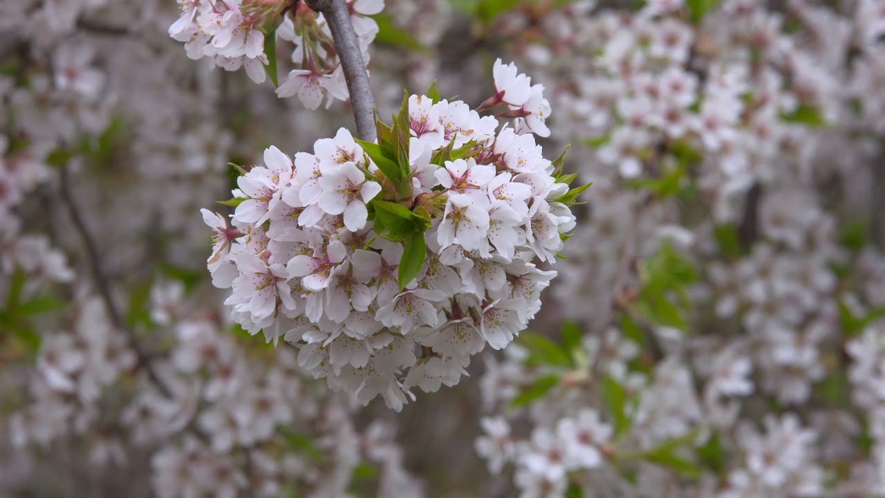 japanese cherry bloom