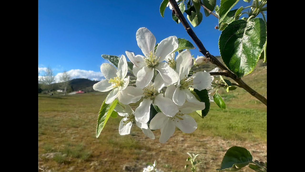 How to Plant a Tree, Earth Day 2024