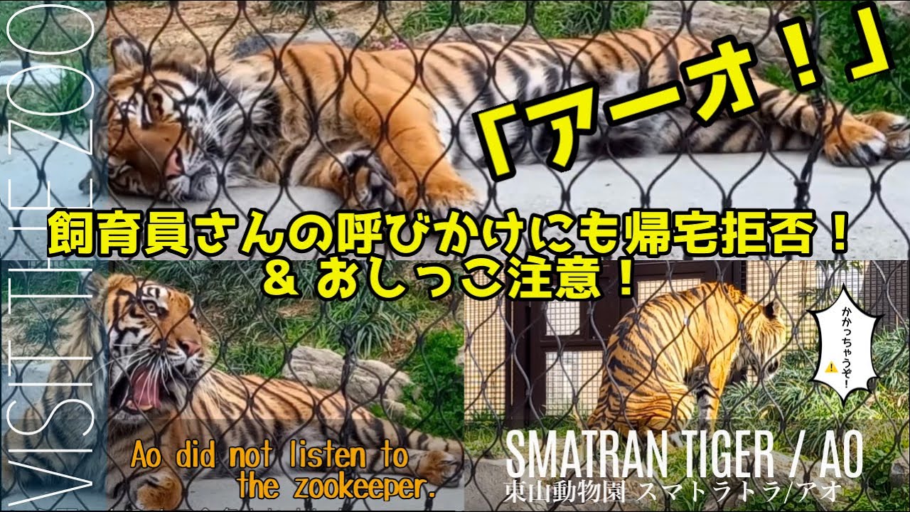 【東山動物園】飼育員さん「アオ～！」呼び掛けに帰宅拒否するトラ #動物園 #スマトラトラ #tiger