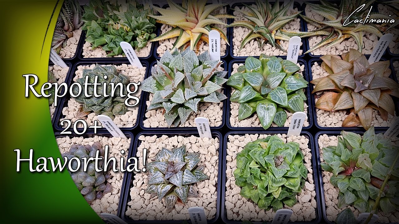 Mass Haworthia Repot | Repotting over 20 Plants! | #Cactus & #Succulents