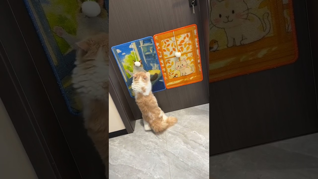 Wall-Mounted Cat Scratch Mat | Space-Saving Scratcher for Happy, Healthy Claws 🐱🪵 #cat #pets #cute