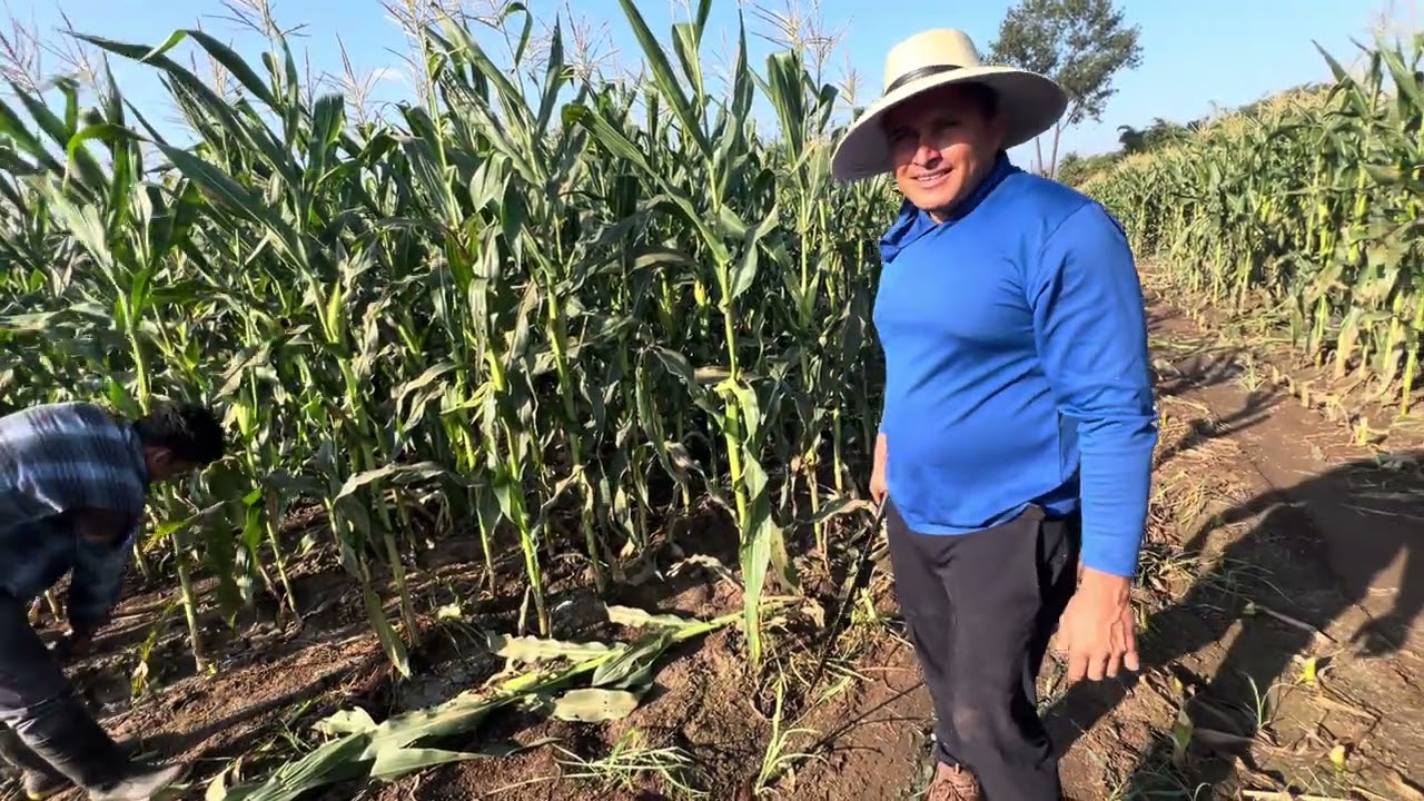 Comenzamos a cortar la milpa para molerla 