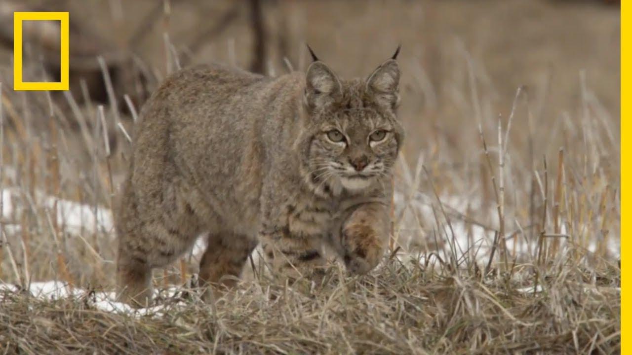 Un bébé lynx apprend à chasser