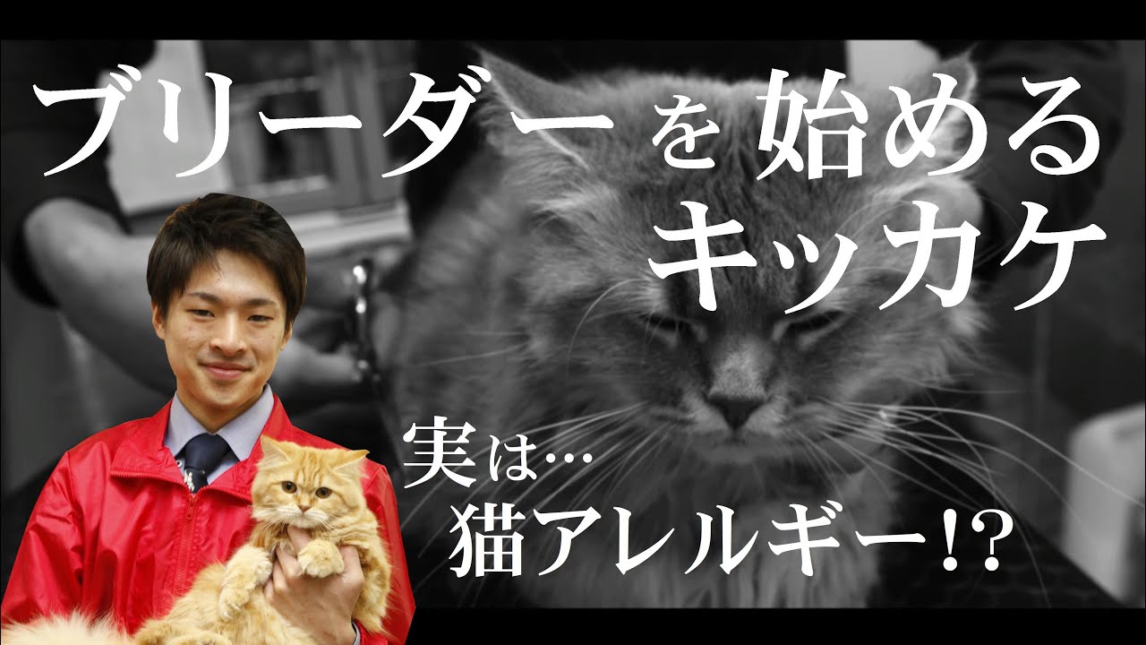 【僕が猫のブリーダーになったワケ】21才で店長に！？ブリーダーを目指したキッカケや今後のペット業界に対するビジョン