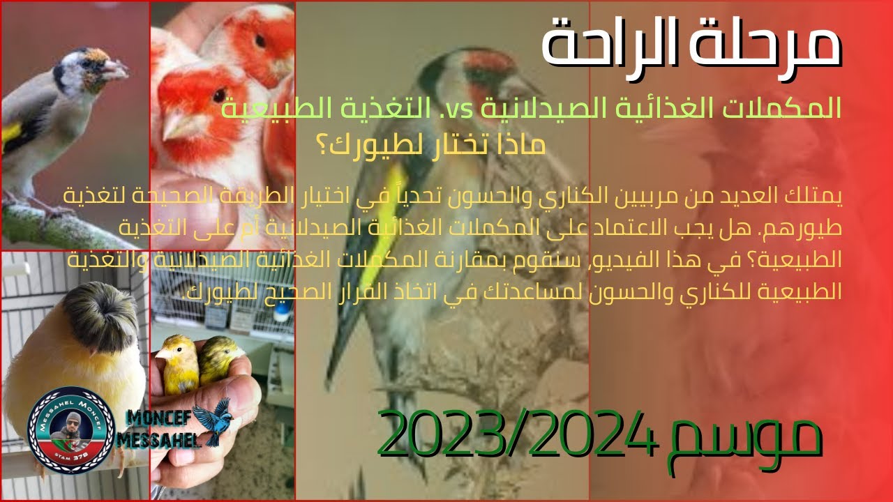 المكملات الغذائية الصيدلانية vs. التغذية الطبيعية: ماذا تختار لطيورك؟
