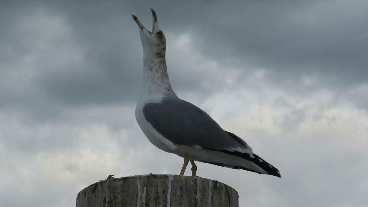 Gaivota a cantar.