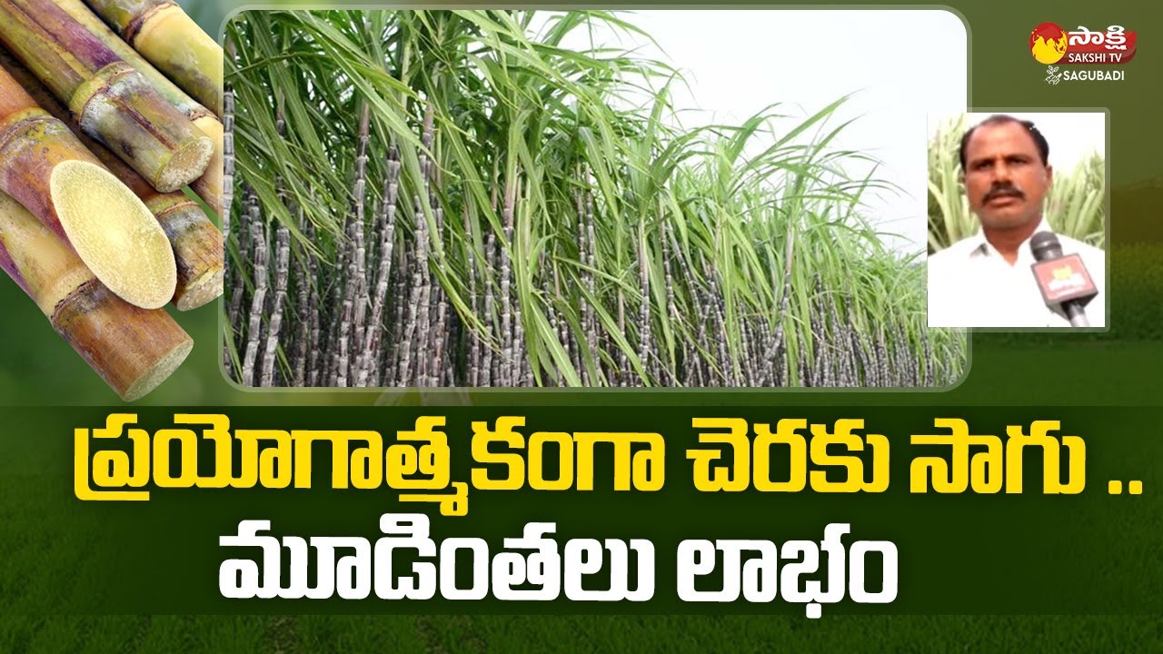 Ring Pit Method of Sugarcane Cultivation | Sugarcane Farming | @Sakshi TV Sagubadi