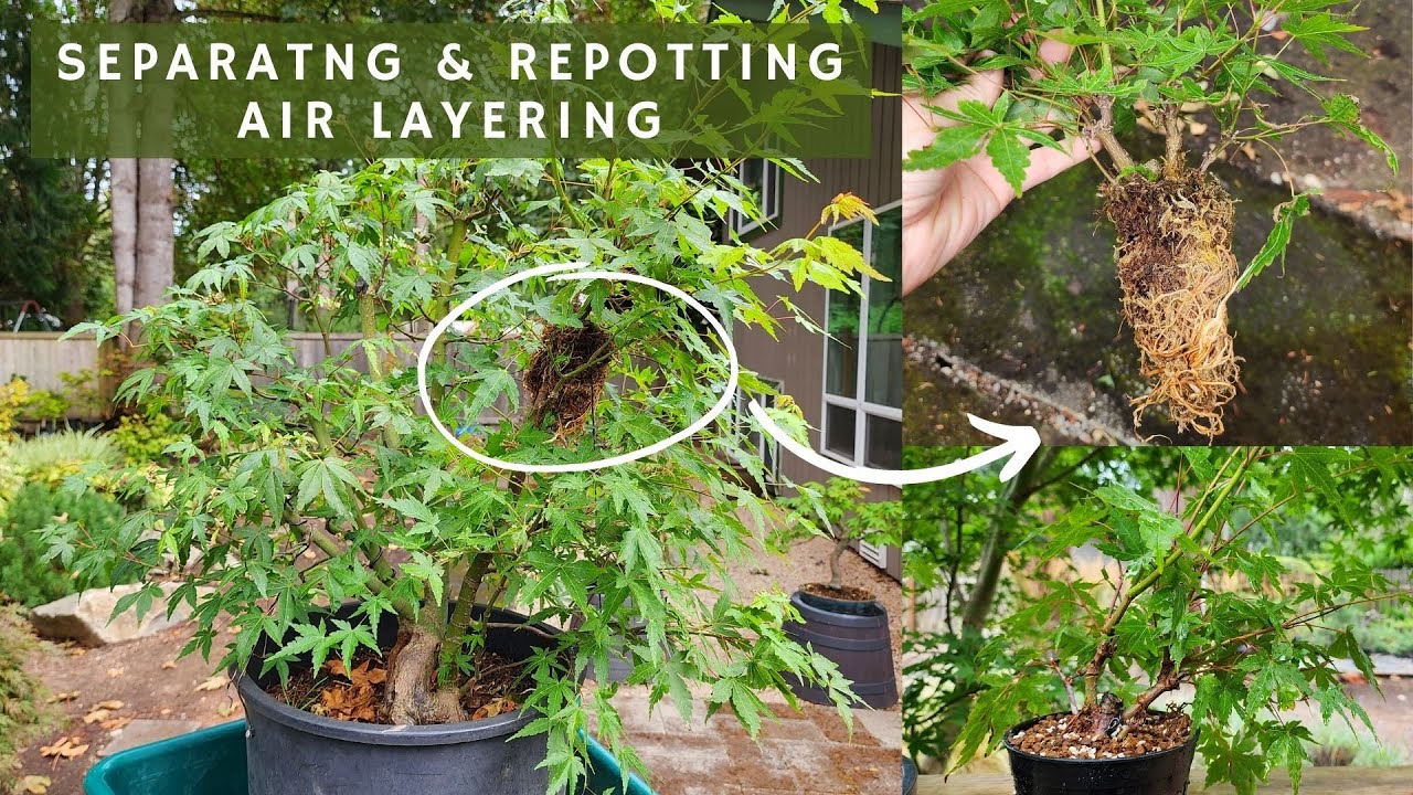 Separating and Repotting Japanese Maple Air Layering