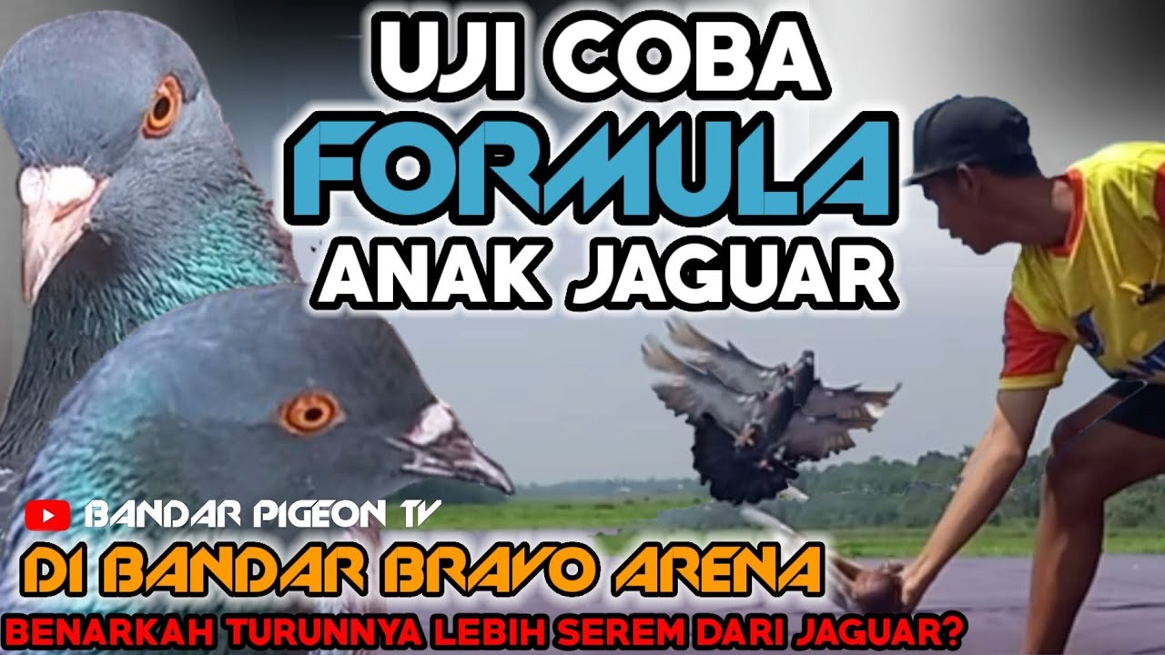 UJI COBA FORMULA ANAK JAGUAR//MERPATI LOVERS/MERPATI KOLONG MANIA/UUK MERPATI/TJANBILLY/HOKY MERPATI