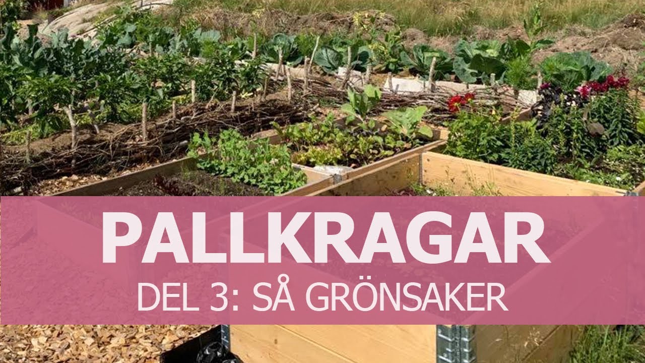 Pallkrage del 3: Så grönsaker