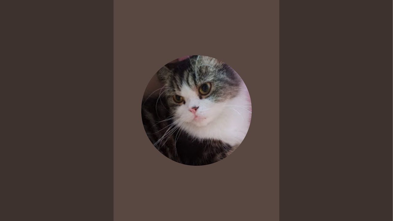 Kasih makan kucing jalanan