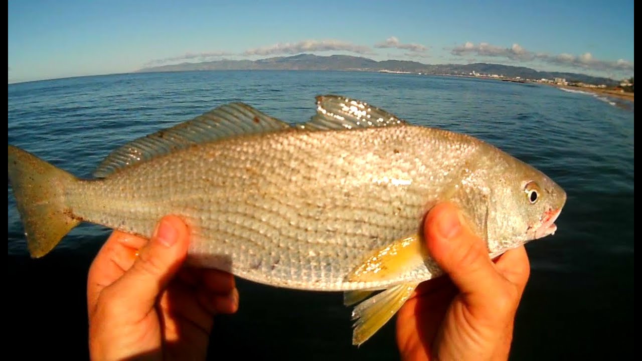 Jetty Fishing Yellowfin Croaker in Southern California