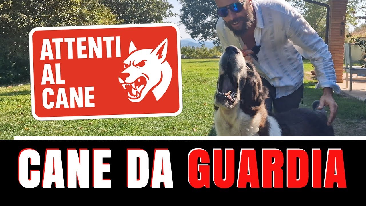 CANE DA GUARDIA 🛑 Il mio ALABAI reagisce a sconosciuti sul suo TERRITORIO. Tutto sui cani da guardia