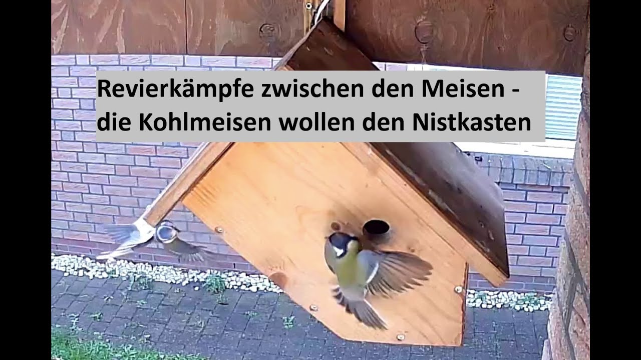Revierkampf am Nistkasten! Kohlmeise und Blaumeise Oktober 27, 2025