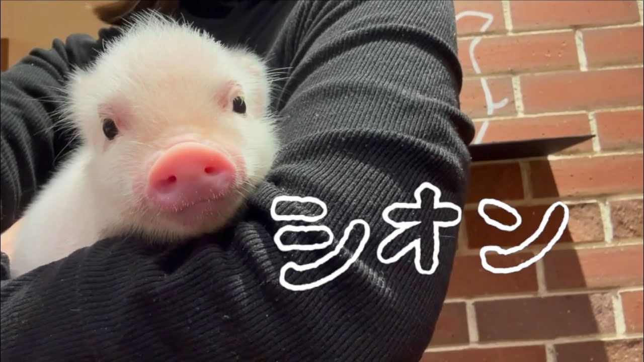 pigちゃん紹介動画〜シオン Sion～