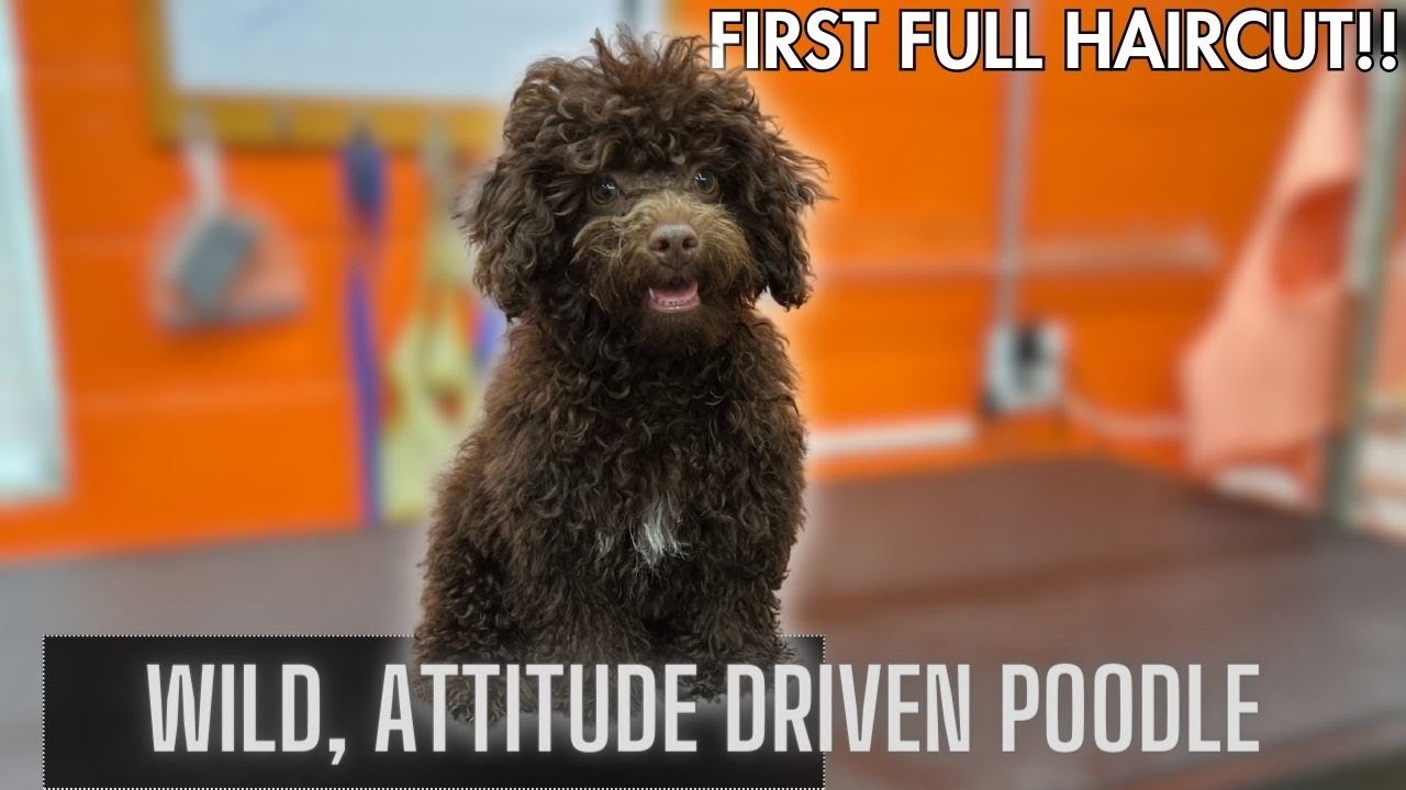 WAY TOO MUCH ATTITUDE on this TINY Poodle!!