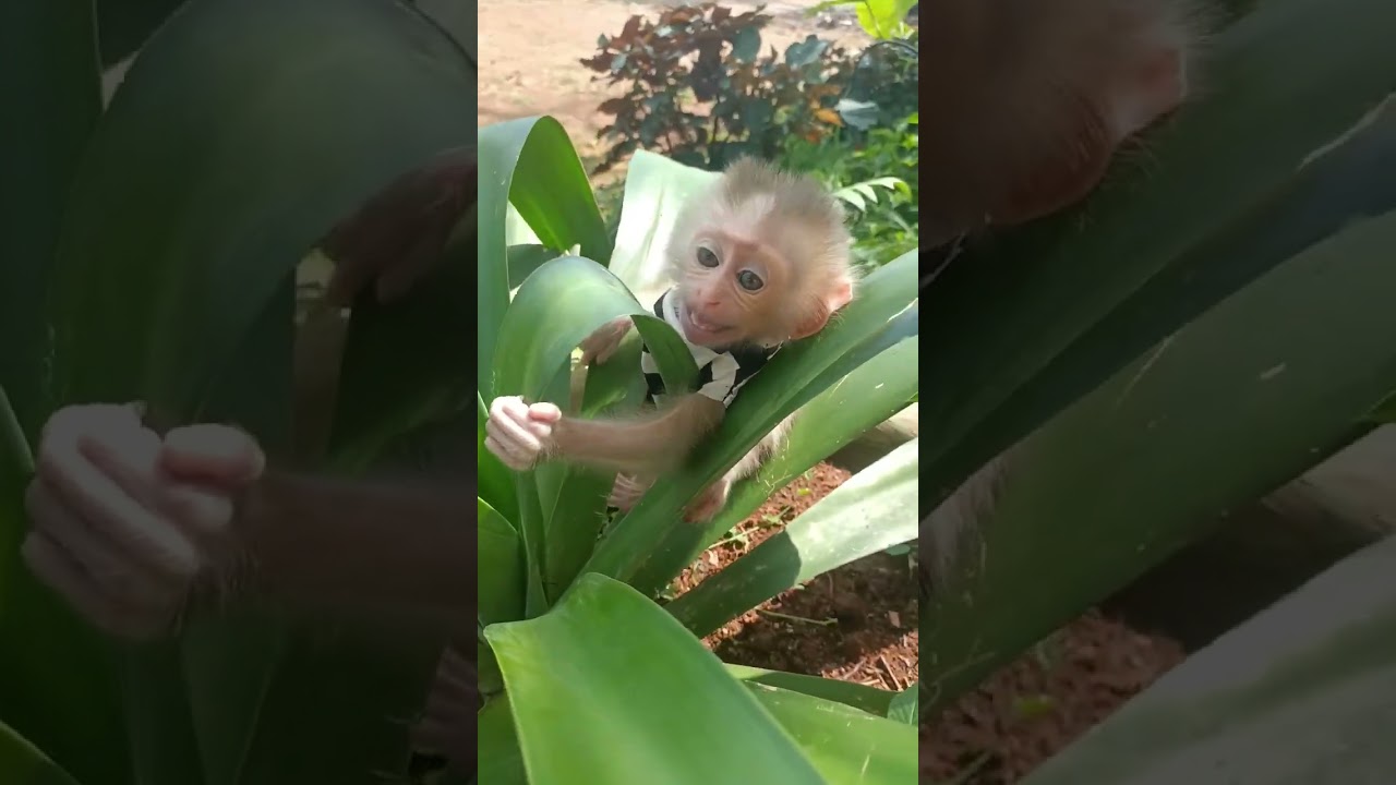 MonKey Bo #monkey #animal #baby monkey#smart #shorts