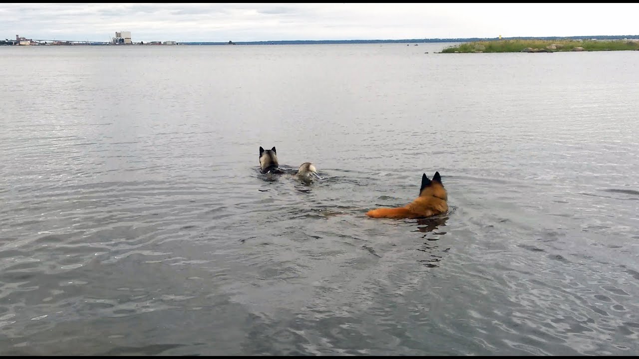 Help! they want to swim home!  Siberian Husky best friend Tervuren