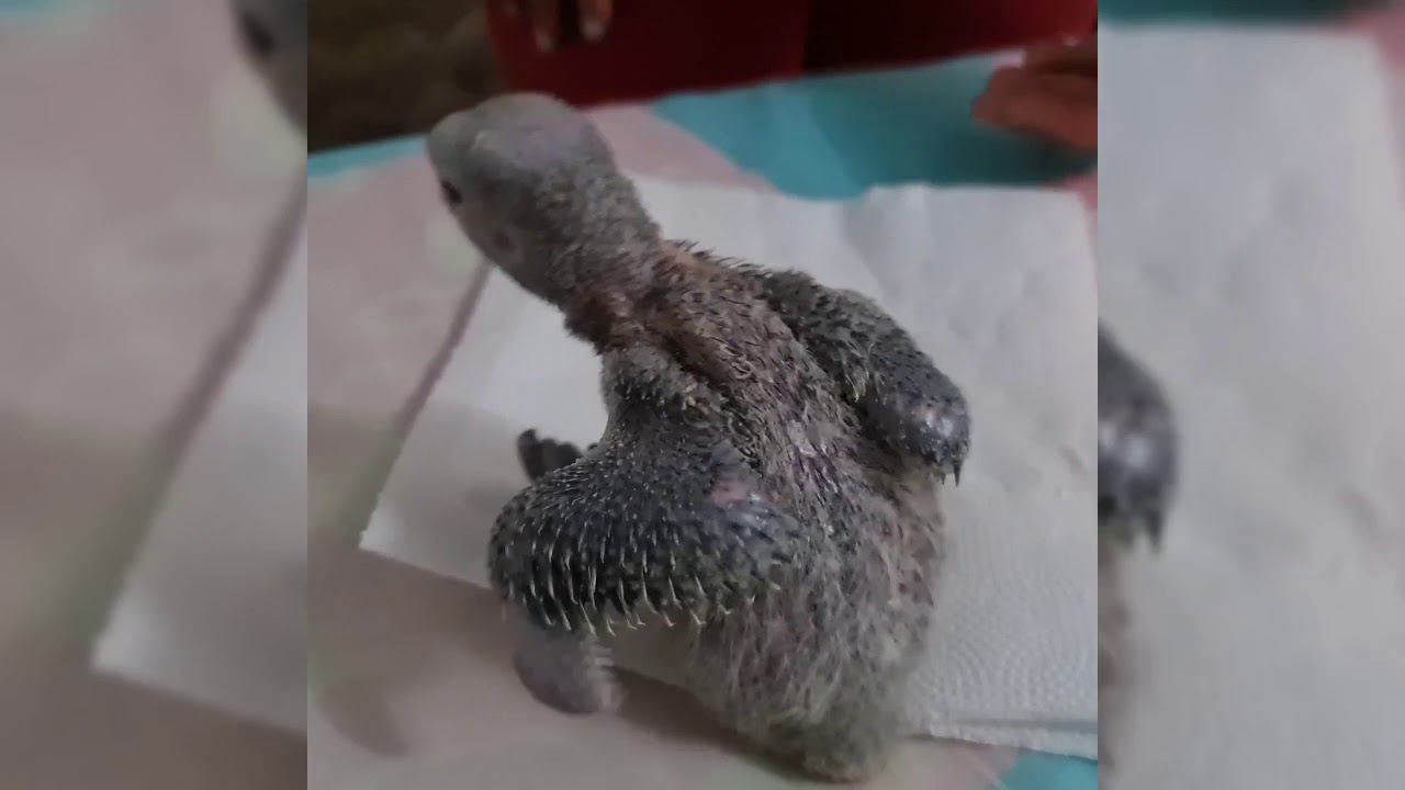 PAPAGAIO FILHOTE É ABANDONADO PELOS PAIS