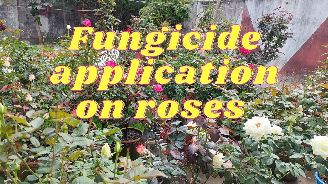 Use of fungicide on roses| application video