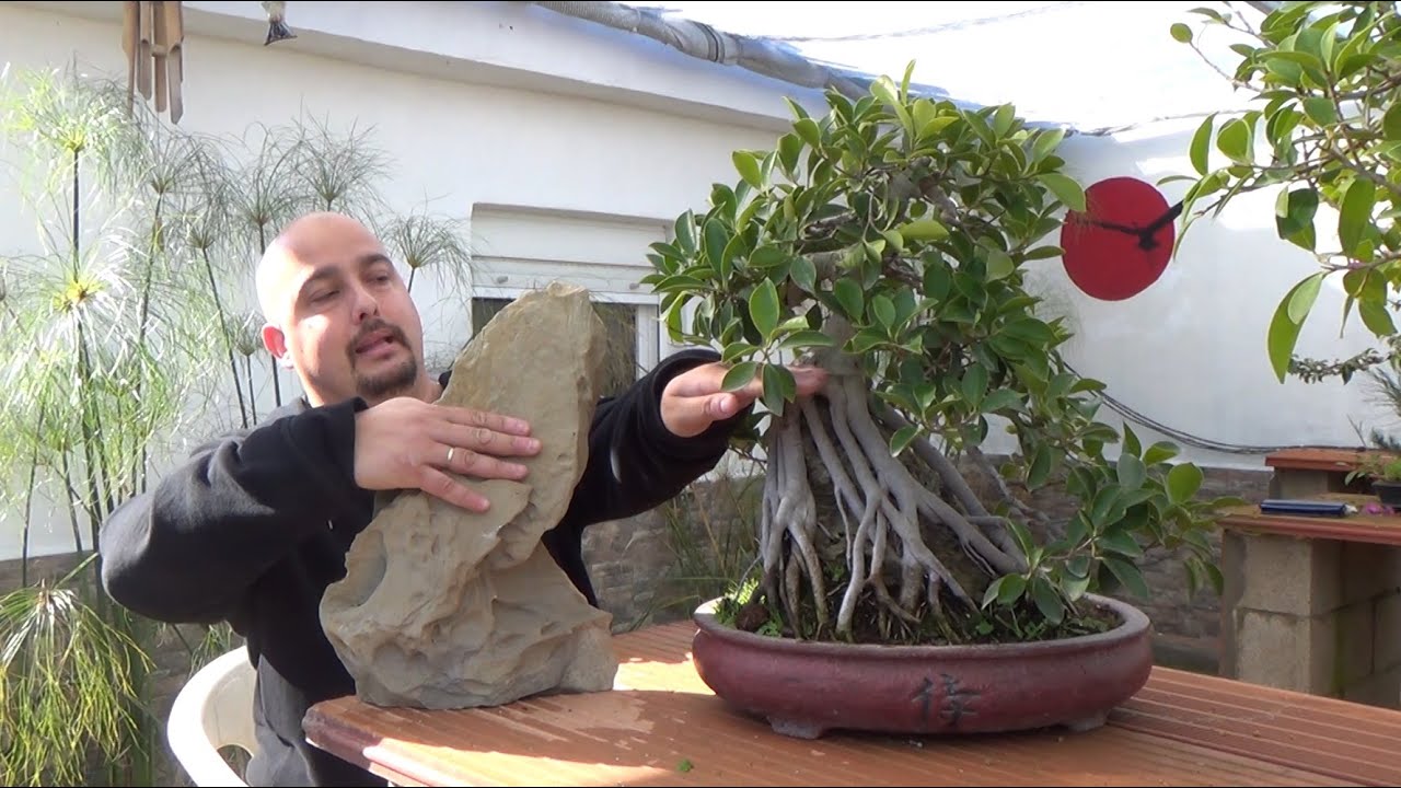 Cómo hacer bonsai con raíces sobre roca