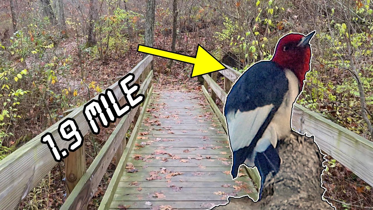Uncommon Woodpecker Spotted while Hiking 4k