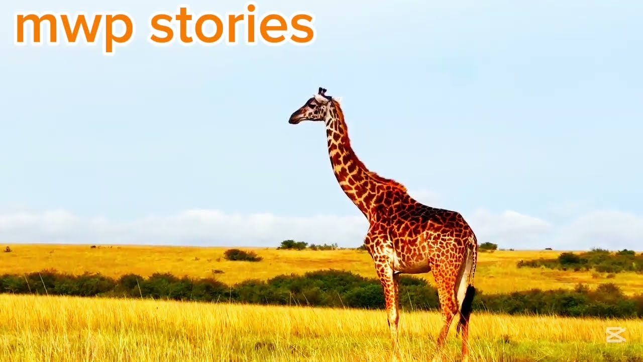 Wild Wonders: Secrets of the Jungle's Most Mysterious Animals #videofeed #wildlife