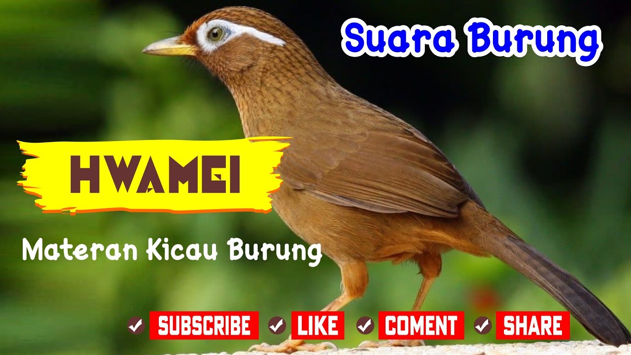 Suara Tembakan Burung Hwamei/Wambi Masteran  | Pancingan Maut Langsung Nyaut