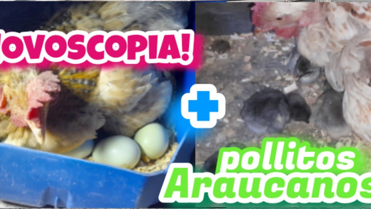 Ovoscopia de los#huevos#araucana //nacieron#pollitos araucanos en el#gallinero //#gallinas #chicken 