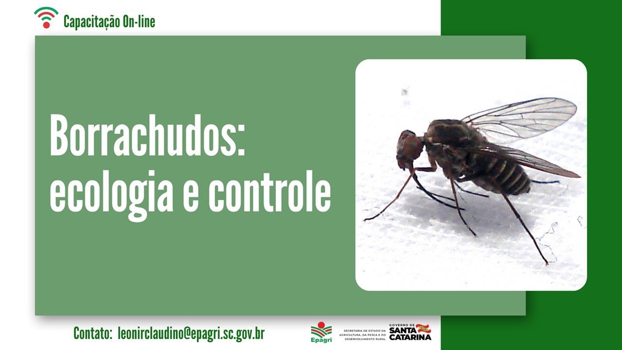 Borrachudo Ecologia e Controle