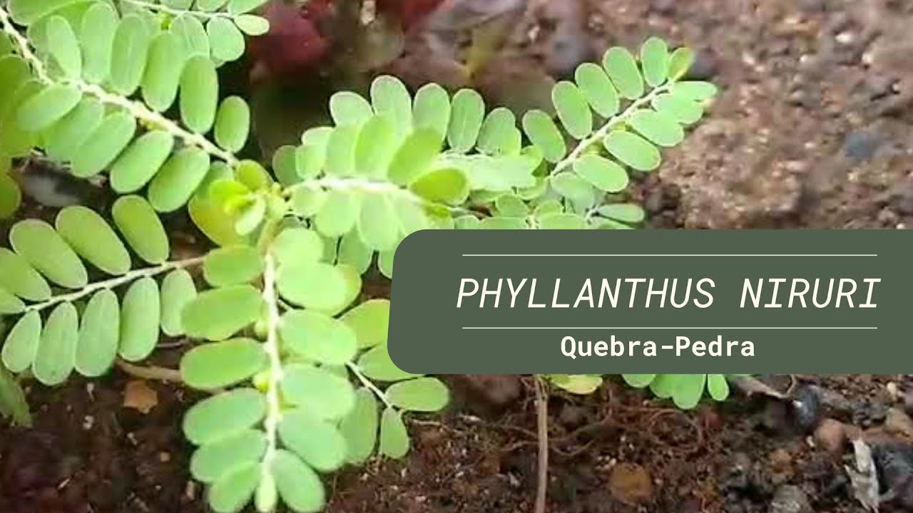 Benef&iacute;cios da quebra pedra - Phyllanthus Niruri