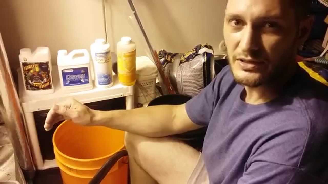 How To Flush Marijuana Plants