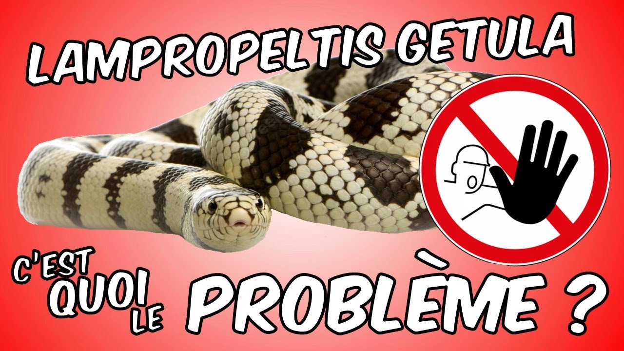 Il est désormais BANNI en FRANCE et en EUROPE ! #lampropeltis